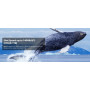 Карта пам’яті SanDisk Extreme PRO SDXC 256GB UHS-I (SDSDXXD-256G-GN4IN)